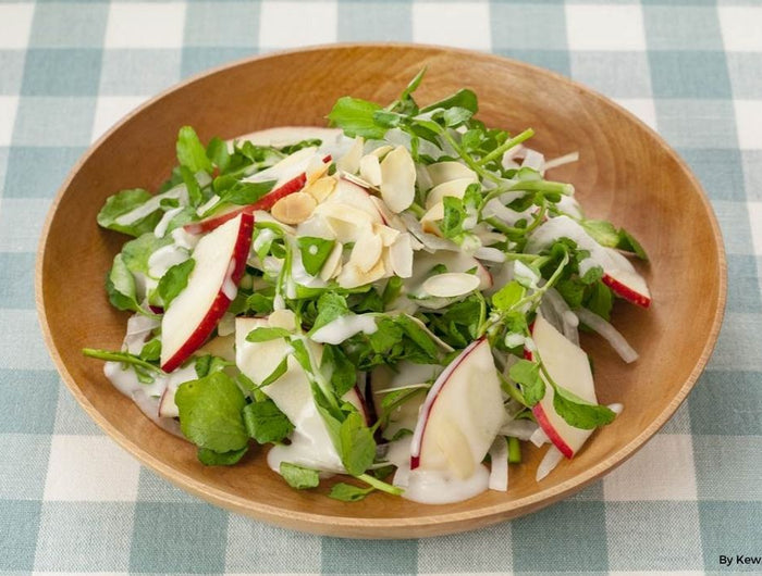 <h1>Watercress and Apple Salad with Kewpie White French Dressing</h1>